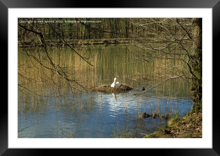 Swan sitting on nest Cannop Ponds Forest of Dean  Framed Mounted Print by Nick Jenkins