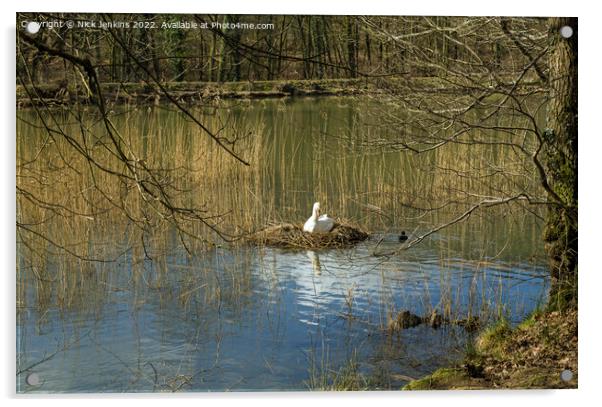 Swan sitting on nest Cannop Ponds Forest of Dean  Acrylic by Nick Jenkins