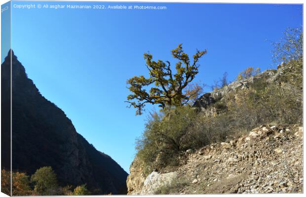 Under the blue sky in forest, a lone tree on the hill, Canvas Print by Ali asghar Mazinanian