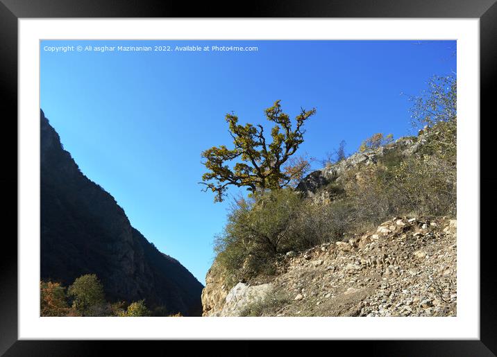 Under the blue sky in forest, a lone tree on the hill, Framed Mounted Print by Ali asghar Mazinanian