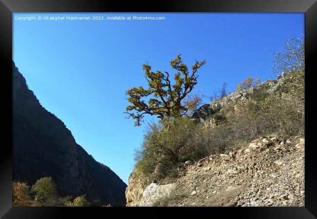 Under the blue sky in forest, a lone tree on the hill, Framed Print by Ali asghar Mazinanian