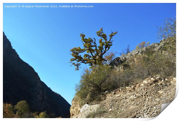 Under the blue sky in forest, a lone tree on the hill, Print by Ali asghar Mazinanian