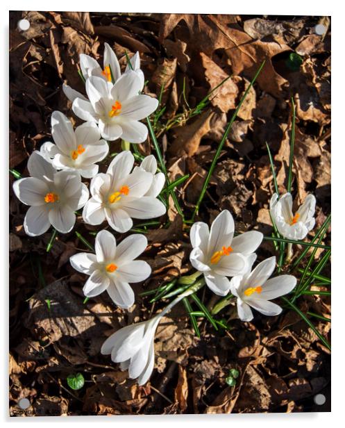 White crocuses Acrylic by Joy Walker