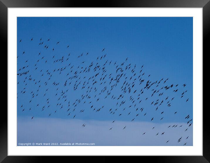 The Flock Framed Mounted Print by Mark Ward