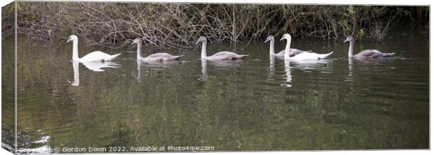 Swan family on an English waterway Canvas Print by Gordon Dixon