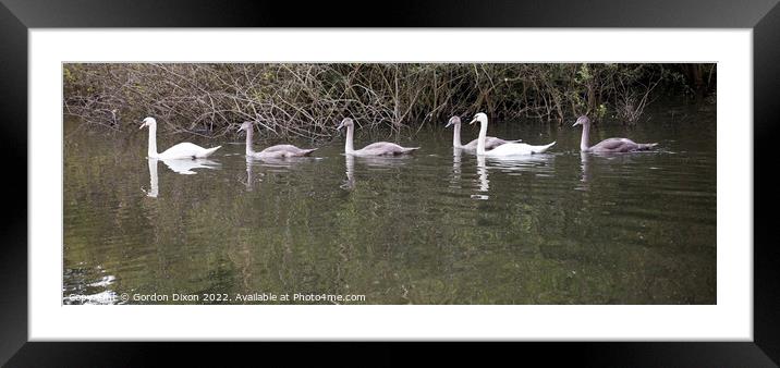 Swan family on an English waterway Framed Mounted Print by Gordon Dixon