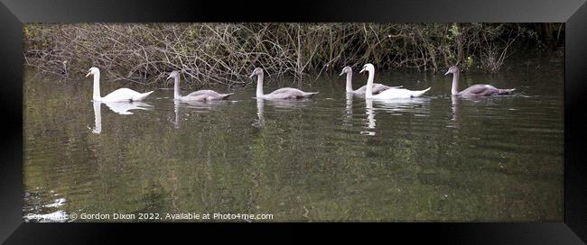 Swan family on an English waterway Framed Print by Gordon Dixon