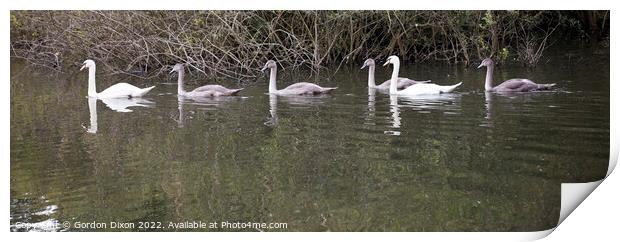 Swan family on an English waterway Print by Gordon Dixon