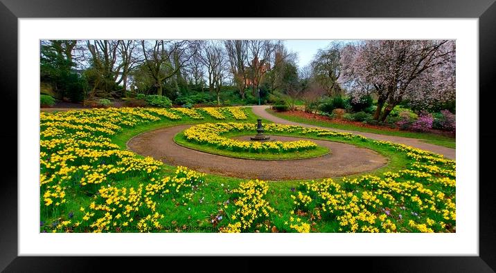 Daffodils Avenham and Miller Park Framed Mounted Print by Michele Davis