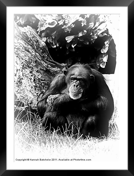 A Chimpanzee Study Framed Mounted Print by Hannah Batchelor