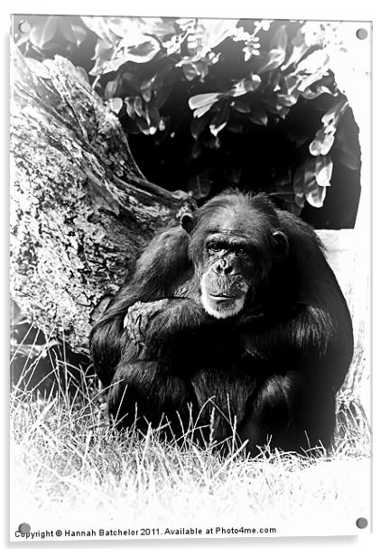 A Chimpanzee Study Acrylic by Hannah Batchelor
