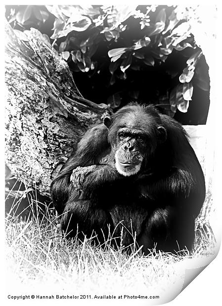 A Chimpanzee Study Print by Hannah Batchelor