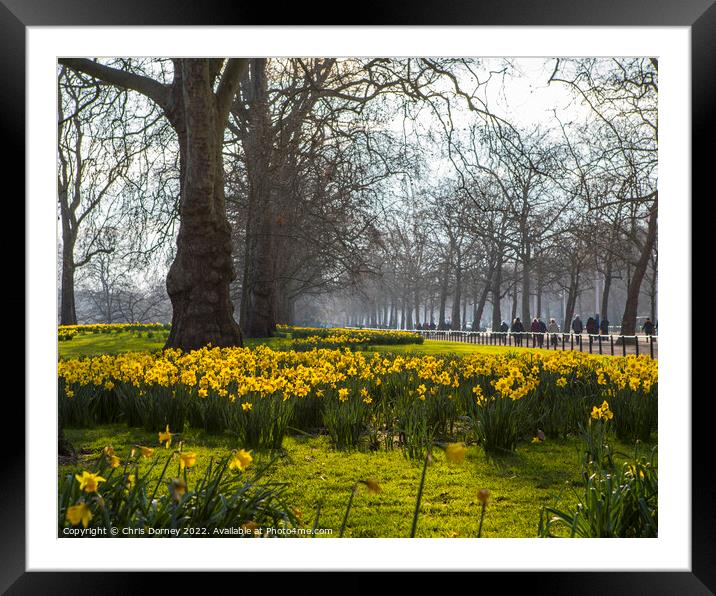 St. Jamess Park in London at Springtime Framed Mounted Print by Chris Dorney