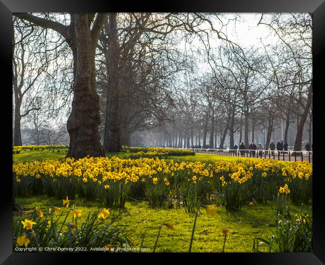 St. Jamess Park in London at Springtime Framed Print by Chris Dorney
