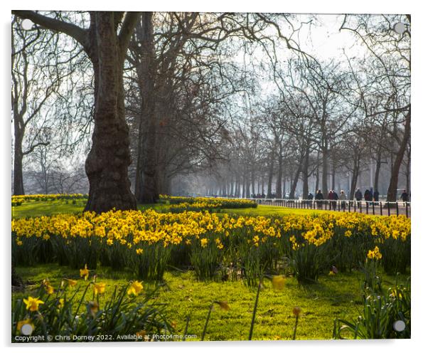 St. Jamess Park in London at Springtime Acrylic by Chris Dorney