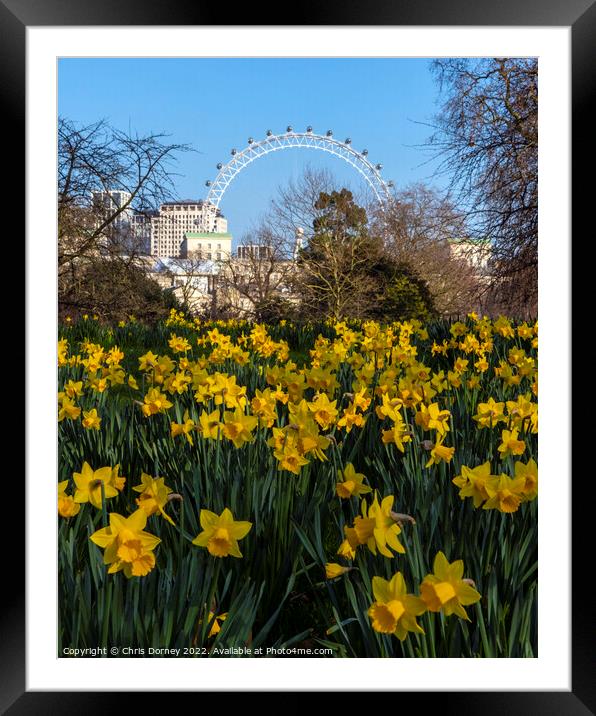 London Eye and Daffodils in London, at Sprintime Framed Mounted Print by Chris Dorney