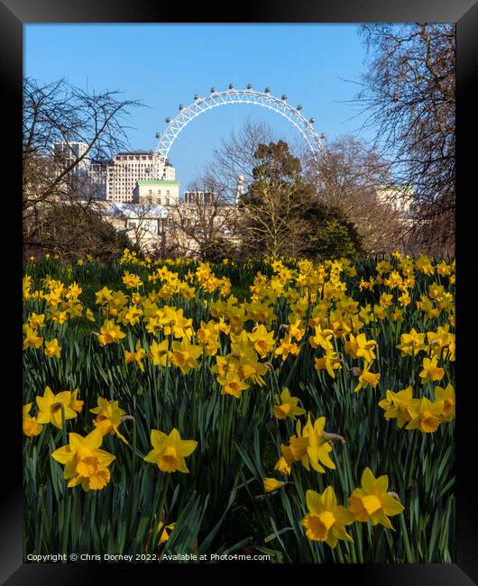 London Eye and Daffodils in London, at Sprintime Framed Print by Chris Dorney