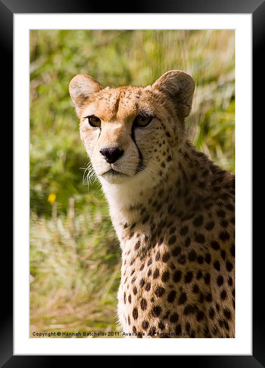The Magnificent Cheetah Framed Mounted Print by Hannah Batchelor