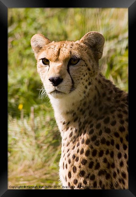 The Magnificent Cheetah Framed Print by Hannah Batchelor