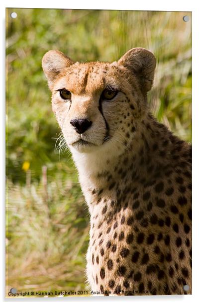 The Magnificent Cheetah Acrylic by Hannah Batchelor