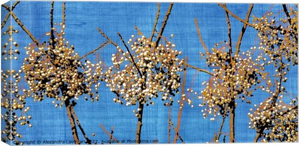 Little Clusters of Spring Canvas Print by Alexandra Lavizzari
