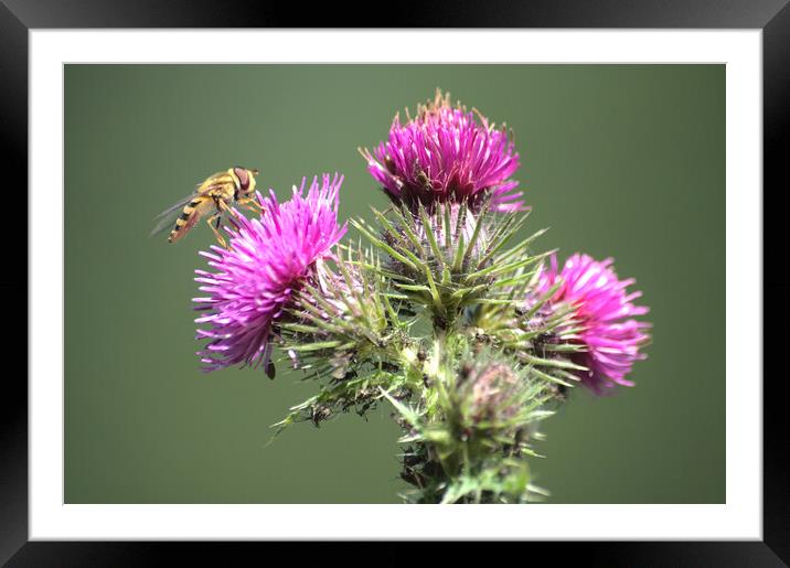 Summer Thistle Framed Mounted Print by Jeremy Hayden