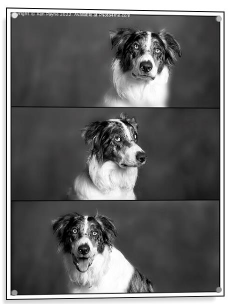 A dog looking at the camera Acrylic by Ken Payne