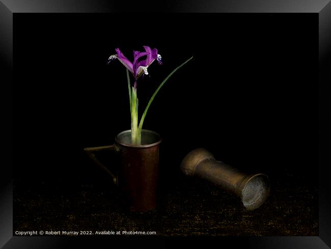 Iris reticulata 