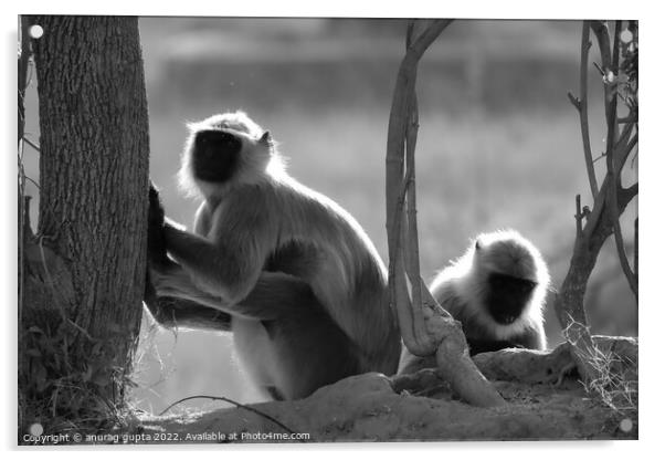 gray langur Acrylic by anurag gupta