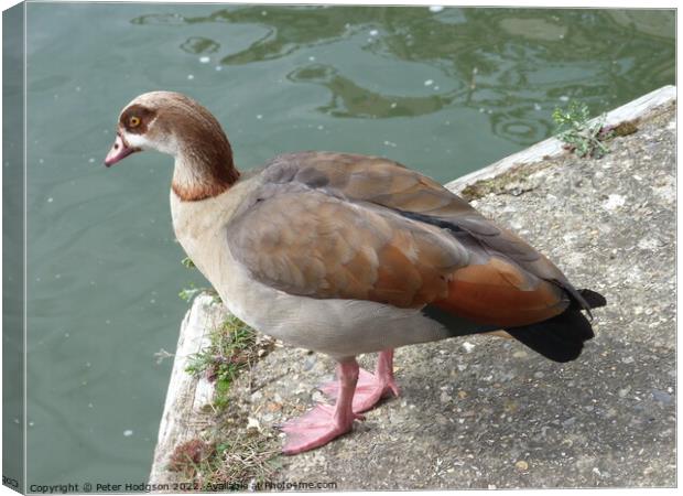 A beautiful study of an Egyptian Goose Canvas Print by Peter Hodgson