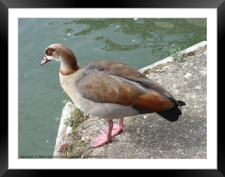 A beautiful study of an Egyptian Goose Framed Mounted Print by Peter Hodgson