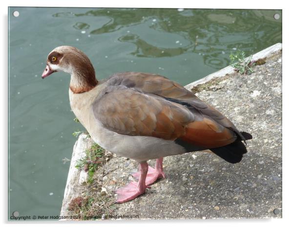 A beautiful study of an Egyptian Goose Acrylic by Peter Hodgson