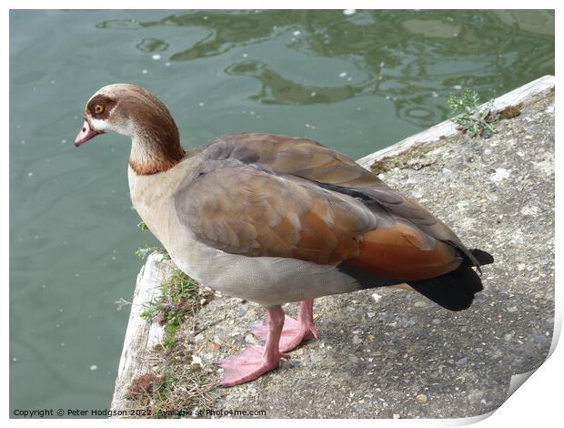 A beautiful study of an Egyptian Goose Print by Peter Hodgson