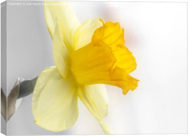 Daffodil Canvas Print by Ken Payne
