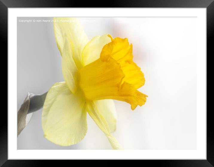 Daffodil Framed Mounted Print by Ken Payne