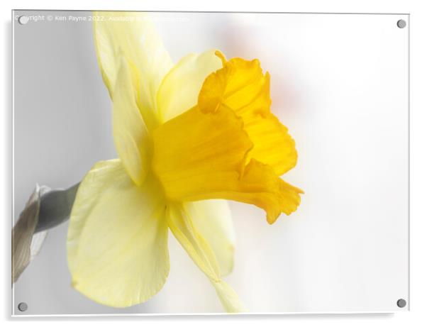 Daffodil Acrylic by Ken Payne