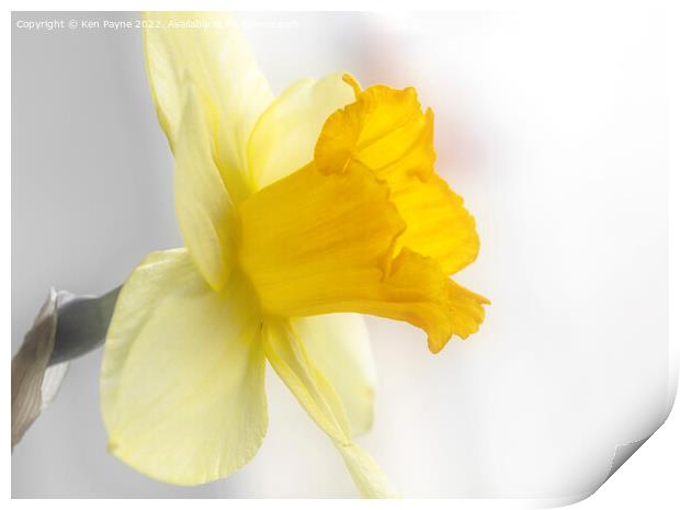Daffodil Print by Ken Payne