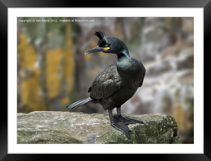 Shag Framed Mounted Print by Ken Payne