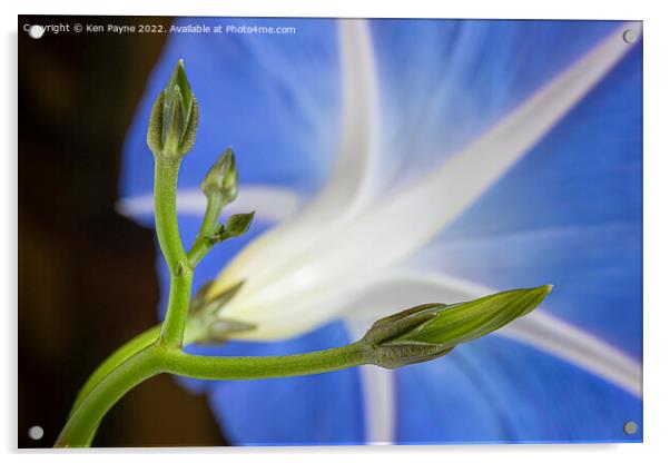 Morning Glory  Acrylic by Ken Payne