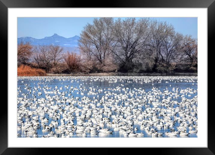 Snow Goose Migration Framed Mounted Print by Donna Kennedy