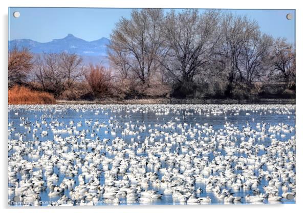Snow Goose Migration Acrylic by Donna Kennedy