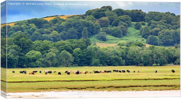 Cattle grazing Canvas Print by Richard Long