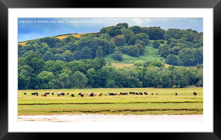 Cattle grazing Framed Mounted Print by Richard Long