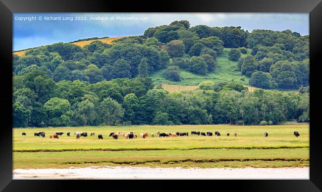 Cattle grazing Framed Print by Richard Long