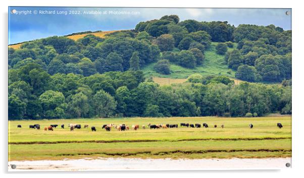 Cattle grazing Acrylic by Richard Long