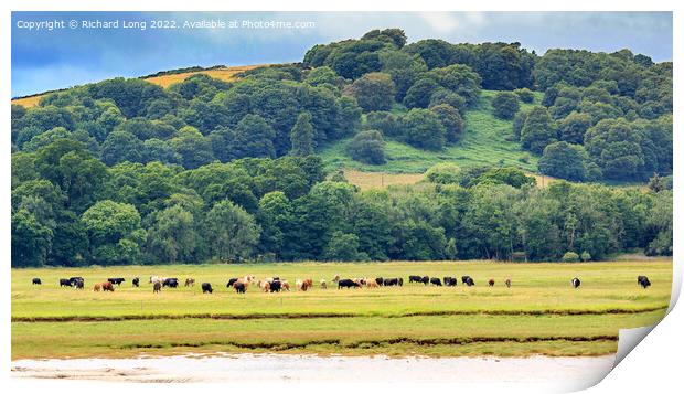 Cattle grazing Print by Richard Long