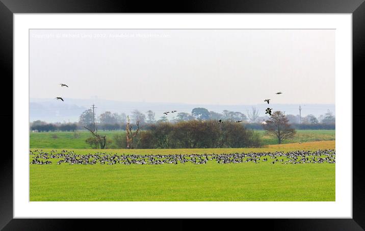 Barnacle Geese Framed Mounted Print by Richard Long