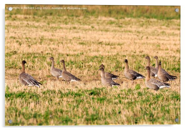 Small flock of Pink Footed Geese Acrylic by Richard Long