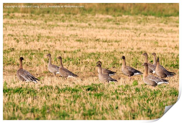 Small flock of Pink Footed Geese Print by Richard Long