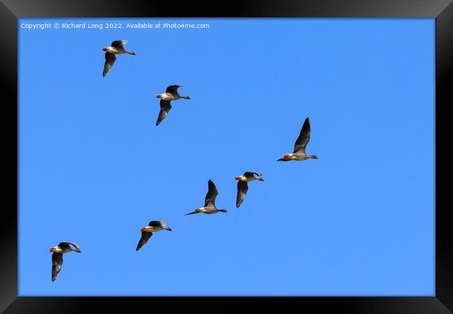 Flock of Pink Footed Geese flying Framed Print by Richard Long